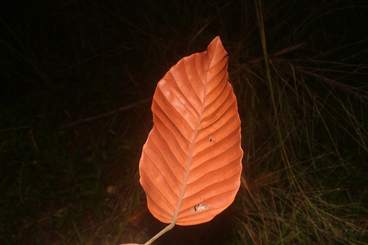 Dipterocarpus zeylanicus Thwaites